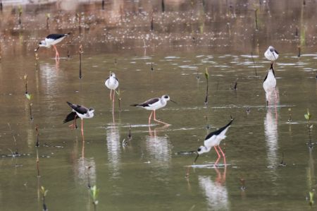 (miniature) Des oiseaux migrateurs dans la Réserve naturelle du port de Dongzhai