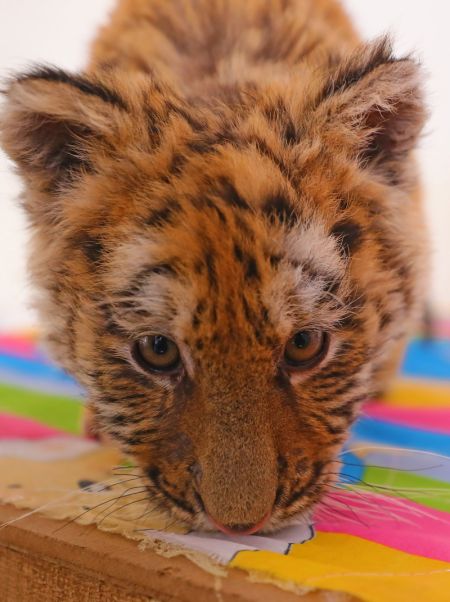 (miniature) Un jeune tigre s'amuse dans le parc des tigres de Sibérie de Guanpo