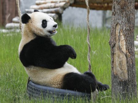 (miniature) Le panda géant Xin Xin joue au parc de pandas de Jiuzhaigou dans la province chinoise du Sichuan (sud-ouest)