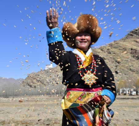 (miniature) Une femme sème des graines d'orge des hautes terres pendant une cérémonie marquant le début des labours de printemps à Shannan