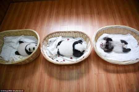 (miniature) 3 bébés panda