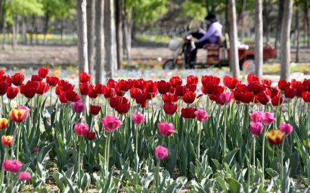 (miniature) Des tulipes en fleurs dans l'arrondissement de Daxing de Beijing