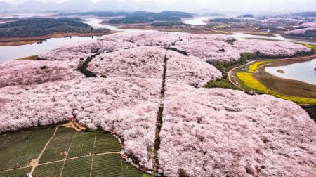 (miniature) Photo aérienne de cerisiers en floraison dans un jardin de cerisiers dans la nouvelle zone de Guian