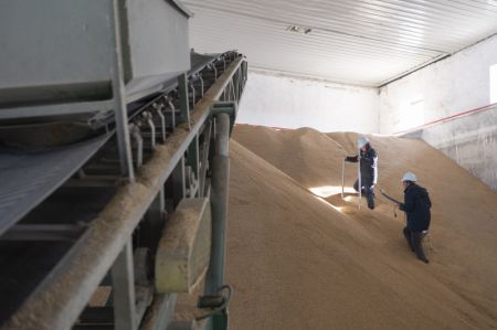 (miniature) Des employés prélèvent des échantillons de riz nouvellement acheté dans une société du China Grain Reserves Group (Sinograin)