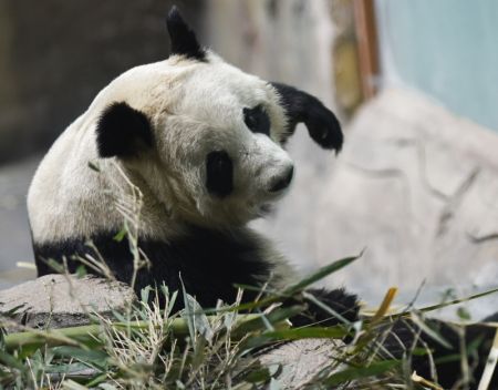 (miniature) Un panda géant en train de jouer à la Maison du panda de Xining