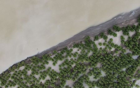 (miniature) Vue aérienne d'une forêt-abri le long de la rivière Yarlung Zangbo à Shannan