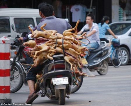 (miniature) 15 000 chiens abattus lors d'un festival gastronomique en Chine