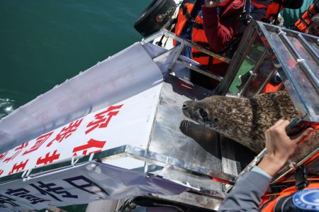 (miniature) Un phoque tacheté est relâché dans les eaux au large de Dalian