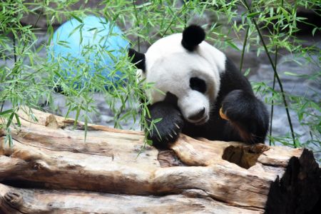 (miniature) Le panda géant Erxi se régale dans une salle climatisée au zoo Jinan Wildlife World
