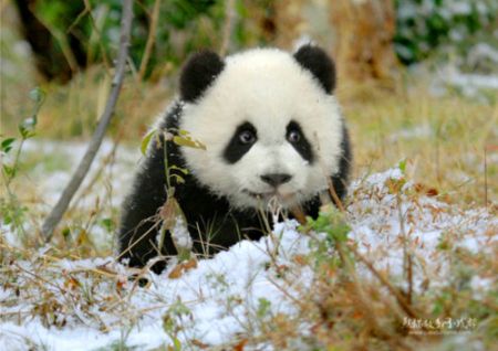 (miniature) bébé panda