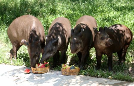 (miniature) Des tapirs brésiliens mangent des fruits dans le Parc safari Chimelong à Guangzhou