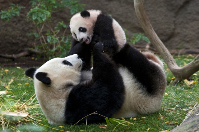 Pandas gants : on peut dsormais comprendre leur langage