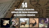 14 animaux et insectes utiliss de faon tonnante en mdecine chinoise