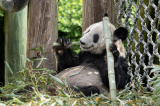 Photos : Le panda gant Ya Ya quitte le zoo de Memphis