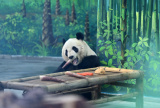 Photos Chine : rouverture de la maison des pandas gants dans un zoo  Tianjin