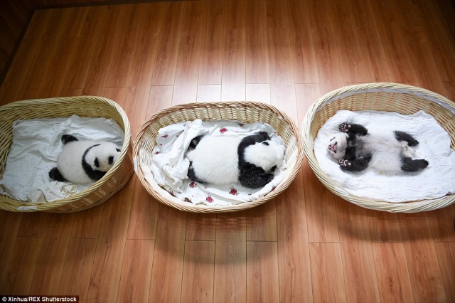 Photos : des bbs panda sont prsents au public