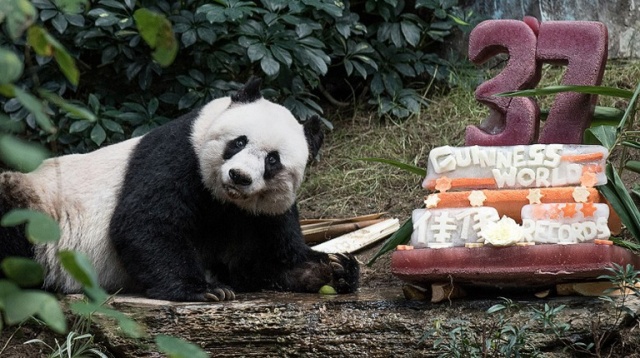 Le plus vieux panda du monde entre dans le livre Guiness
