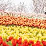 Photos Chine : tulipes en fleurs  Chongqing