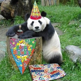 Panda : bon anniversaire