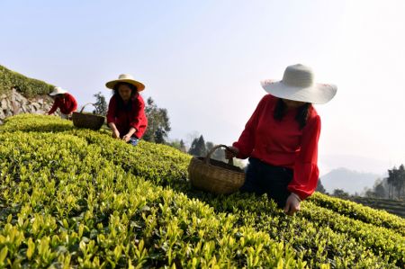 (miniature) Des agricultrices cueillent des feuilles de thé dans une plantation de thé de Maoping