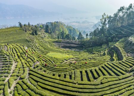 (miniature) Photo aérienne d'agriculteurs cueillant des feuilles de thé dans une plantation de thé de Maoping