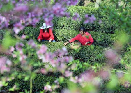 (miniature) Des agricultrices cueillent des feuilles de thé dans une plantation de thé de Maoping